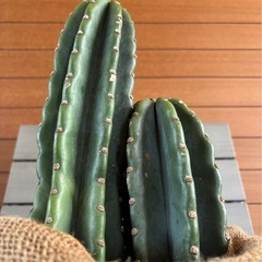 サボテン(2本立)の画像