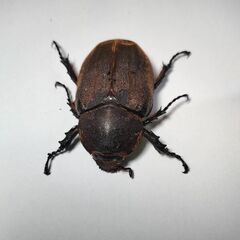 ヘラクレスブリュゼニ♀メス単品　ヘラクレスオオカブト亜種　ペアリング済の画像