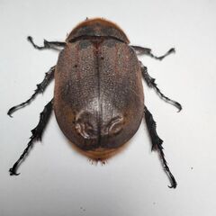 ヘラクレスブリュゼニ♀メス単品　ヘラクレスオオカブト亜種　ペアリング済の画像