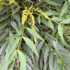 庭木　ヒイラギナンテン　無料の画像