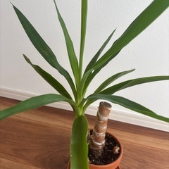 お話中！観葉植物　ユッカ①の画像