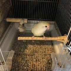コザクラインコ♂メス♀の画像