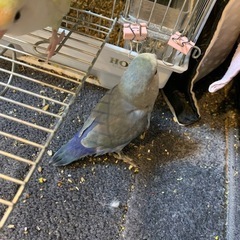 コザクラインコ♂メス♀の画像