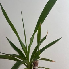 【お話中】観葉植物　ユッカ②の画像