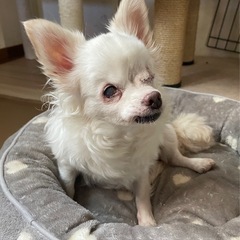 全盲とは思えない明るく甘えん坊　尻尾ブンブンちーたん