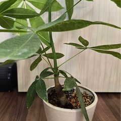 実生パキラ３株　観葉植物
の画像