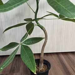 実生パキラ３株　観葉植物
の画像
