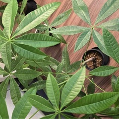 実生パキラ３株　観葉植物
の画像