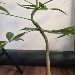 実生パキラ３株　観葉植物
の画像