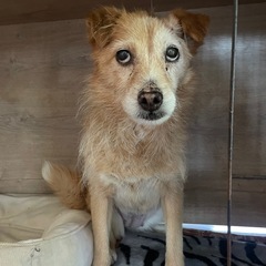 穏やかで犬にも猫にも　とっても優しいアズ