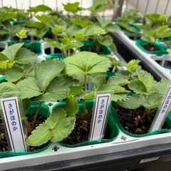 イチゴの苗 【１０株で１０００円】2025-５《御購入予定者決定》の画像