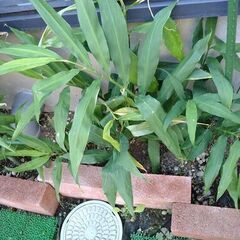 みょうがの根の画像
