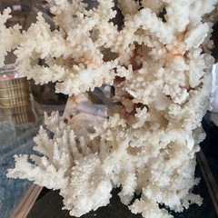 サンゴの置物の画像