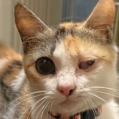 美人な三毛猫さん