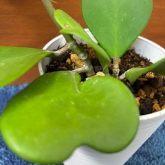 【観葉植物】ホヤカーリー　ハートホヤ　シャムサクラランの画像