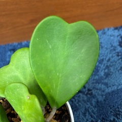 【観葉植物】ホヤカーリー　ハートホヤ　シャムサクラランの画像