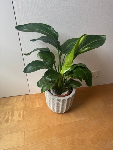 観葉植物