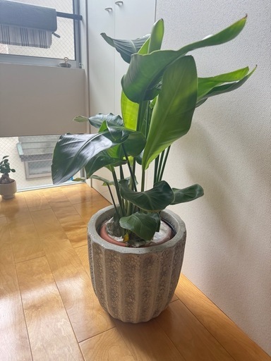 観葉植物