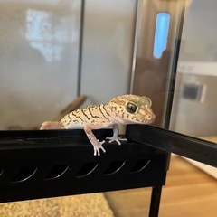 ソメワケササクレヤモリの画像