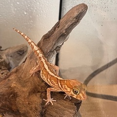 ソメワケササクレヤモリの画像