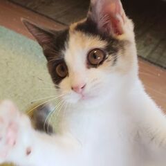 家族にしてください！三毛柄の子猫（3ヶ月女の子）