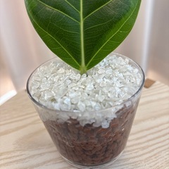 観葉植物　フィカスアルテシマ　ハイドロカルチャー①
の画像