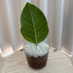 観葉植物　フィカスアルテシマ　ハイドロカルチャー①
の画像