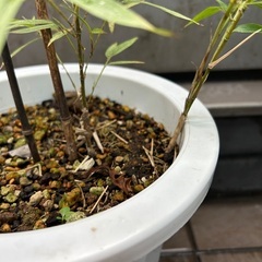 【植物】黒竹　クロチクの画像