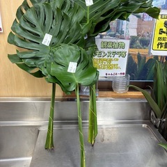 モンステラ切葉　❗️の画像