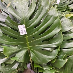 モンステラ切葉　❗️の画像
