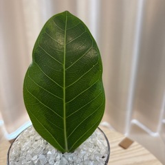②観葉植物　フィカスアルテシマ　ハイドロカルチャーの画像
