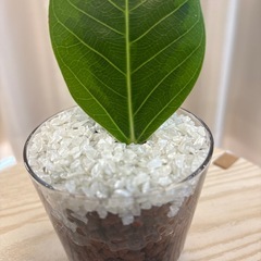 ②観葉植物　フィカスアルテシマ　ハイドロカルチャーの画像
