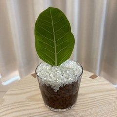 ②観葉植物　フィカスアルテシマ　ハイドロカルチャーの画像