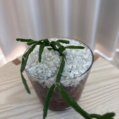 観葉植物　リプサリスカスッサ　ハイドロカルチャー
の画像
