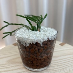 観葉植物　リプサリスカスッサ　ハイドロカルチャー
の画像