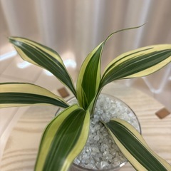 観葉植物　ドラセナ　ハイドロカルチャーの画像