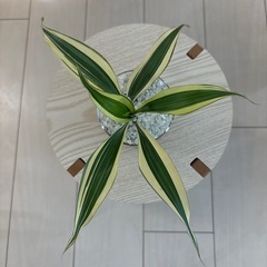観葉植物　ドラセナ　ハイドロカルチャーの画像
