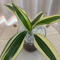観葉植物　ドラセナ　ハイドロカルチャーの画像