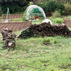 柿の木の薪ストーブ用です！の画像