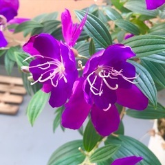 ※取引中　 ◎開花中◎　シコンノボタン 苗木：5号鉢の画像