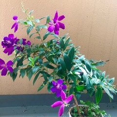 ※取引中　 ◎開花中◎　シコンノボタン 苗木：5号鉢の画像