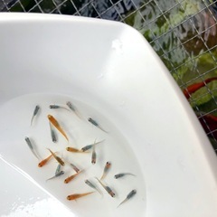 💐ミックス.メダカ若魚計.22匹の画像