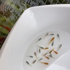 💐ミックス.メダカ若魚計.22匹の画像
