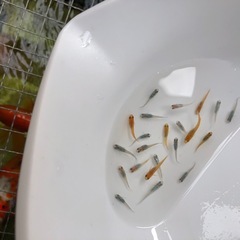 💐ミックス.メダカ若魚計.22匹の画像