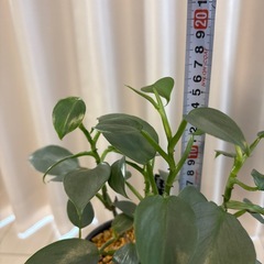 観葉植物　フィロデンドロン　シルバーメタル　抜き苗の画像