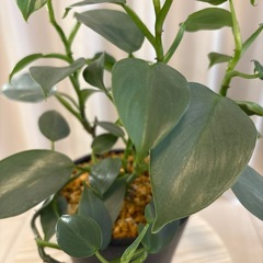 観葉植物　フィロデンドロン　シルバーメタル　抜き苗の画像