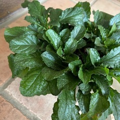 アジュガ④ 花色 ピンク　の画像