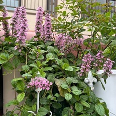 アジュガ④ 花色 ピンク　の画像
