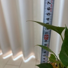 観葉植物　アンスリウム　あかり　抜き苗の画像