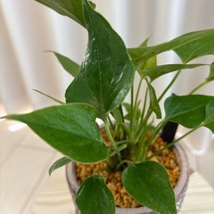 観葉植物　アンスリウム　あかり　抜き苗の画像